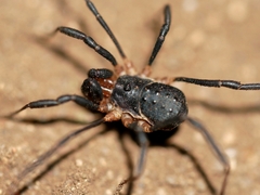 Protolophus tuberculatus