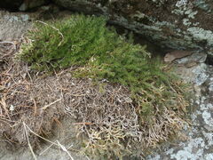 Selaginella underwoodii