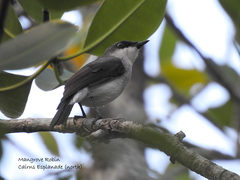 Eopsaltria pulverulenta