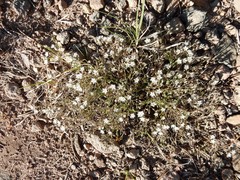 Sabulina nuttallii