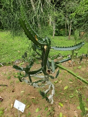 Euphorbia trigona
