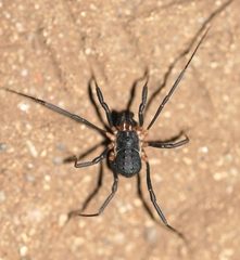 Protolophus tuberculatus