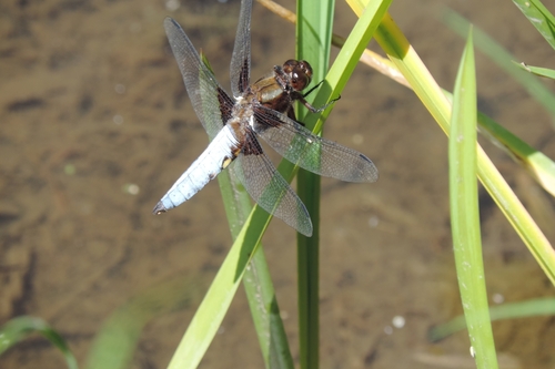 Dragonfly