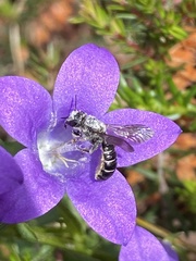Chelostoma rapunculi