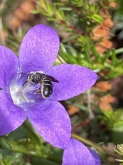 Chelostoma rapunculi