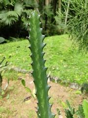 Euphorbia trigona