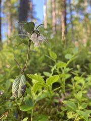 Vaccinium vitis-idaea
