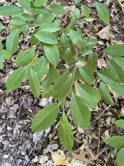 Prunus serotina