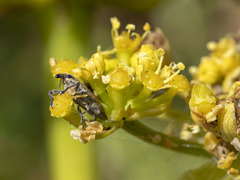 Lixus brevirostris
