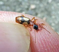 Demetrias imperialis