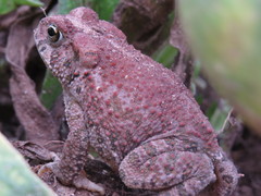 Pine Toad photo 5