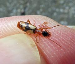 Demetrias imperialis