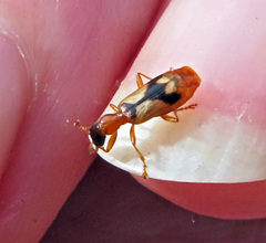 Demetrias imperialis