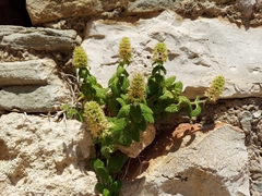 Marrubieae