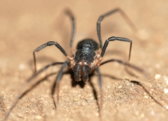 Protolophus tuberculatus
