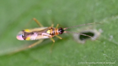 Campyloneura virgula