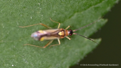 Campyloneura virgula