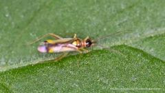 Campyloneura virgula