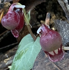 Corybas unguiculatus