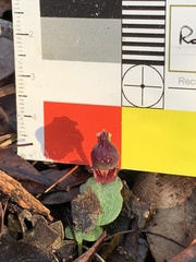 Corybas unguiculatus