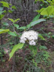 Viburnum cassinoides image