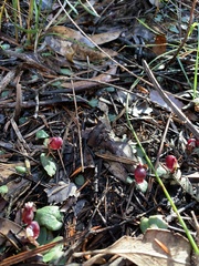 Corybas unguiculatus