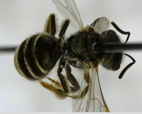 iNaturalist observation photo of Tripartite Sweat Bee