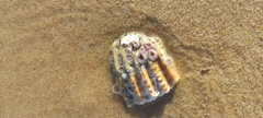 Acanthocardia echinata