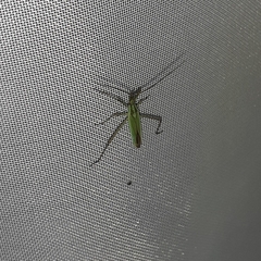 Megaloceroea recticornis