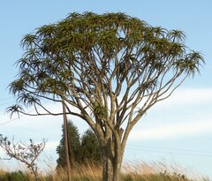 Aloidendron barberae