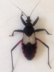 Microtomus purcis