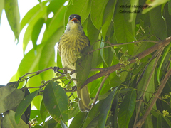Gavicalis versicolor