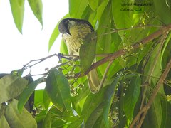 Gavicalis versicolor