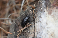 Helopini