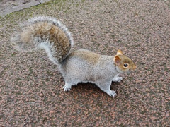Sciurus carolinensis