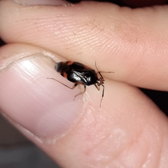 Deraeocoris flavilinea
