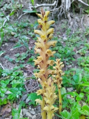 Orobanche flava
