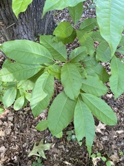 Oxydendrum arboreum