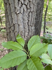 Oxydendrum arboreum