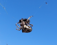 Araneus circe