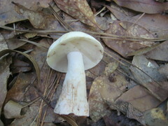 Boletus albisulphureus