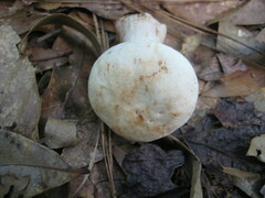 Boletus albisulphureus