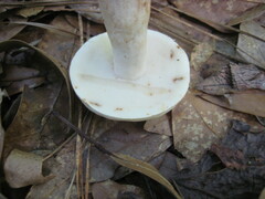 Boletus albisulphureus
