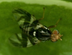 Rhagoletis pomonella