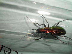 Carabus rutilans