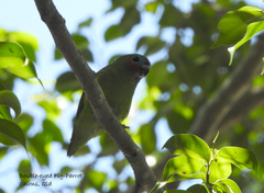Cyclopsitta diophthalma