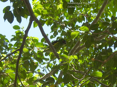 Cyclopsitta diophthalma