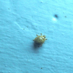 Harmonia sedecimnotata