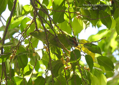 Cyclopsitta diophthalma