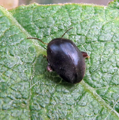 Scirtes hemisphaericus